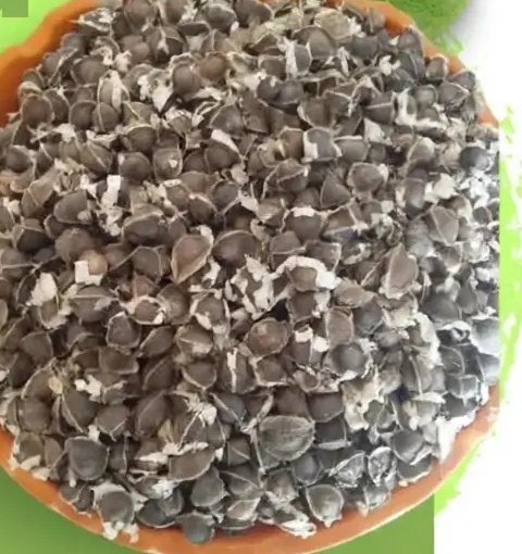 ODC-3 moringa seeds